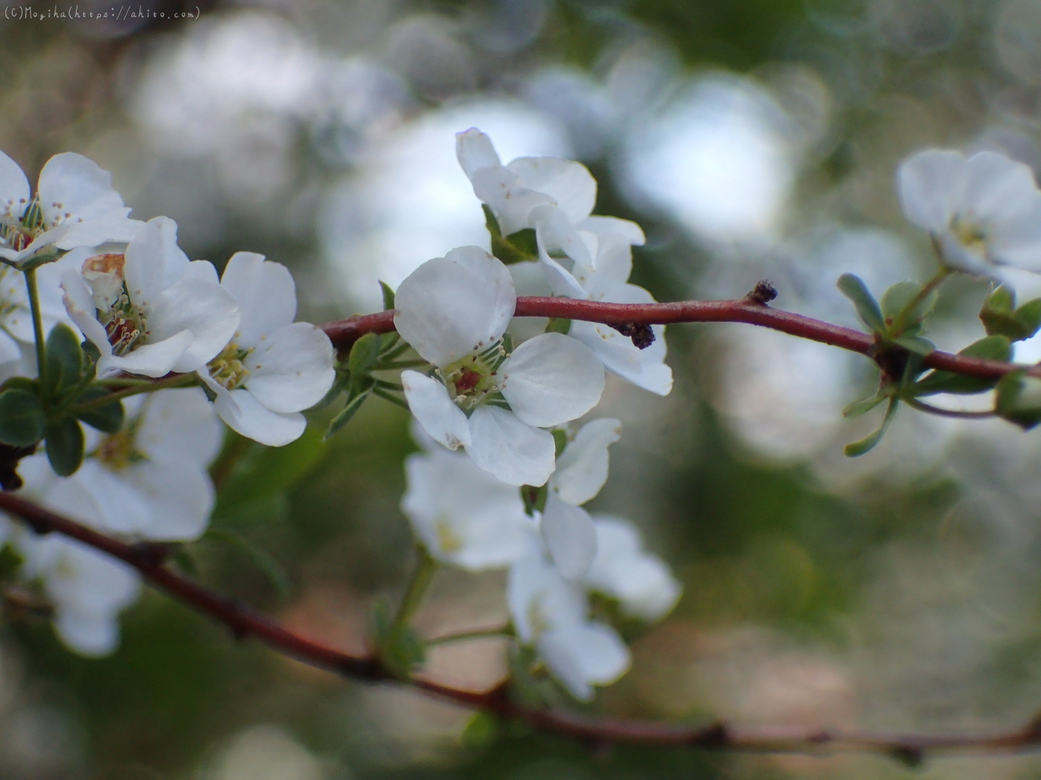 白い小さな花 - 33
