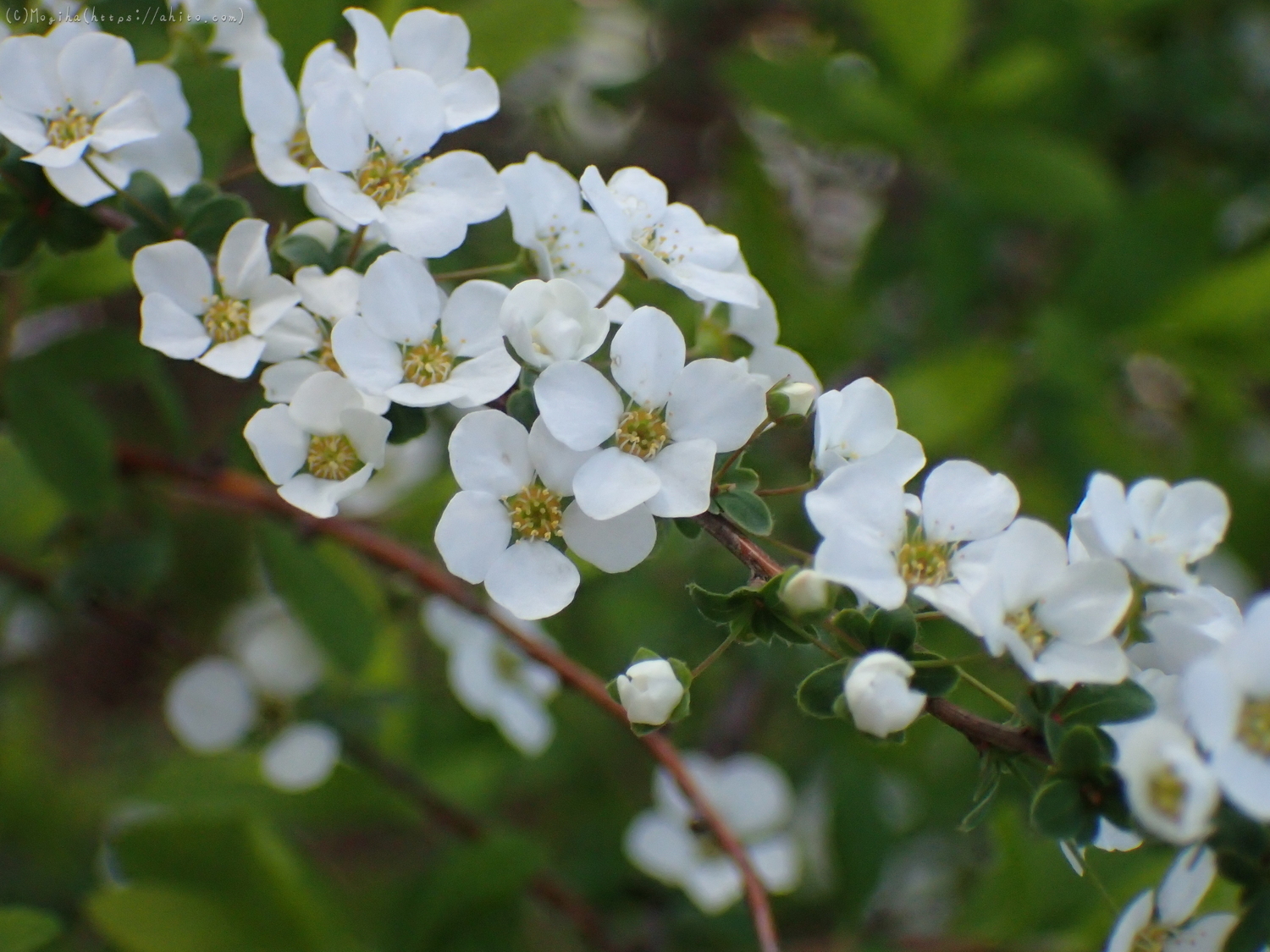 白い小さな花 - 35