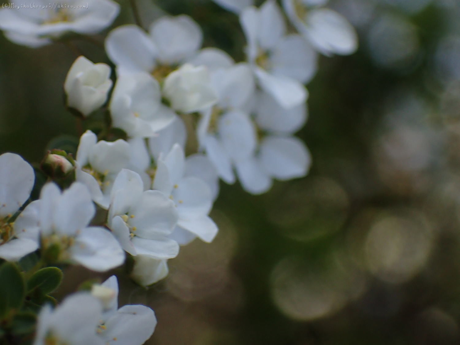 白い小さな花 - 36
