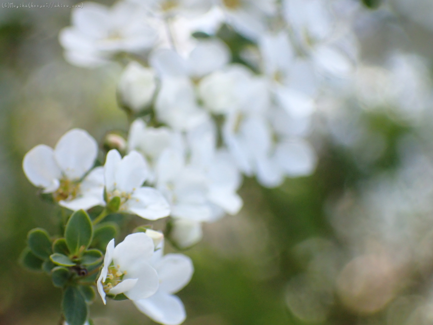 白い小さな花 - 37