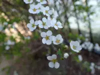 白い小さな花