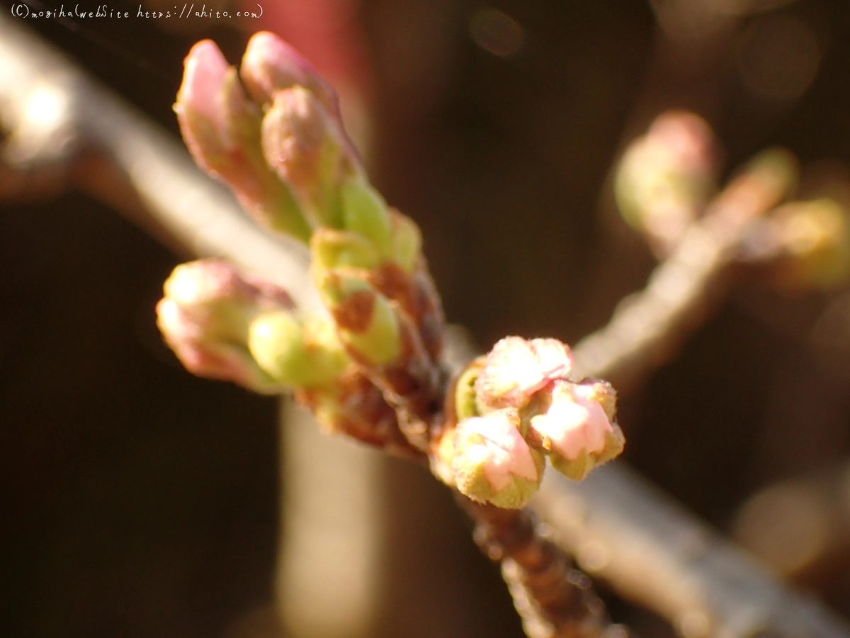 さくらの芽吹き - 02