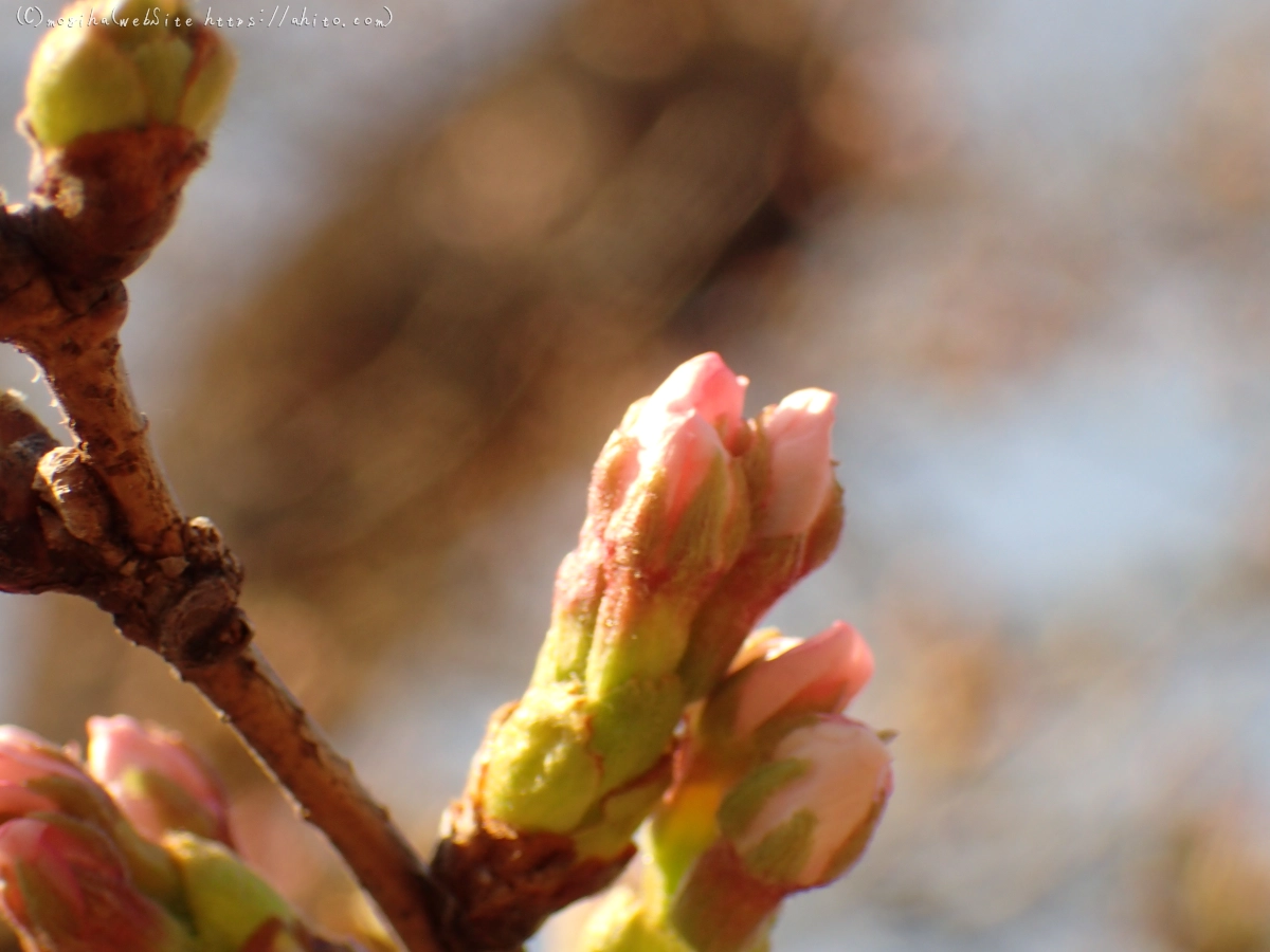 さくらの芽吹き - 10