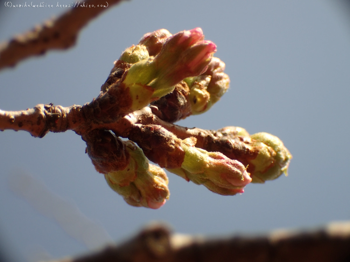 さくらの芽吹き - 16