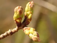 さくらの芽吹き