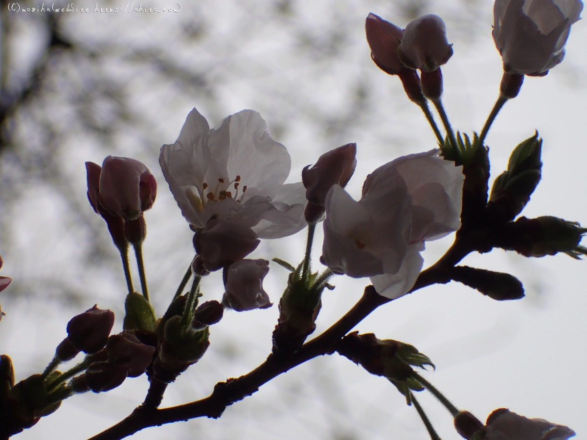 さくら、雨上がりの開花 - 06