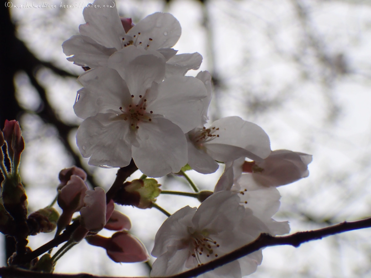 さくら、雨上がりの開花 - 09