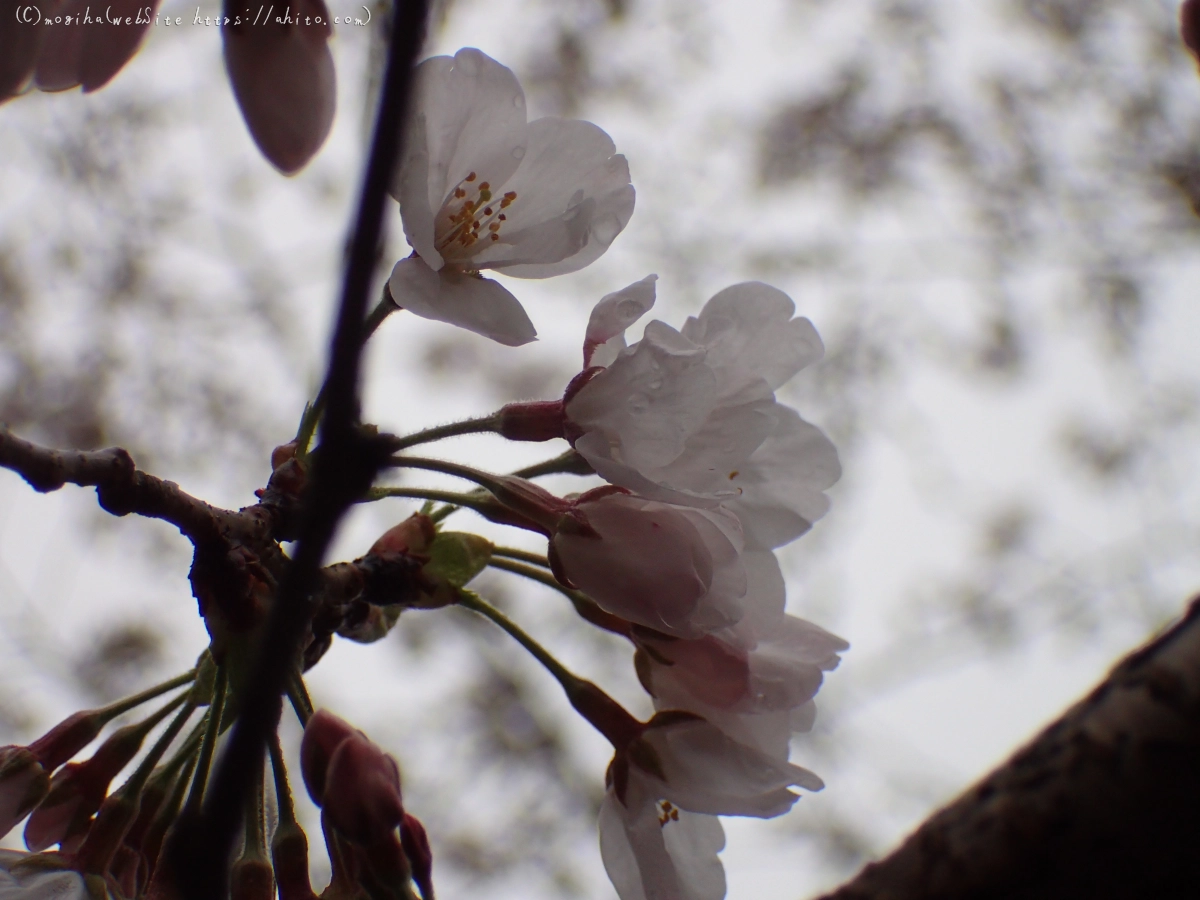 さくら、雨上がりの開花 - 10