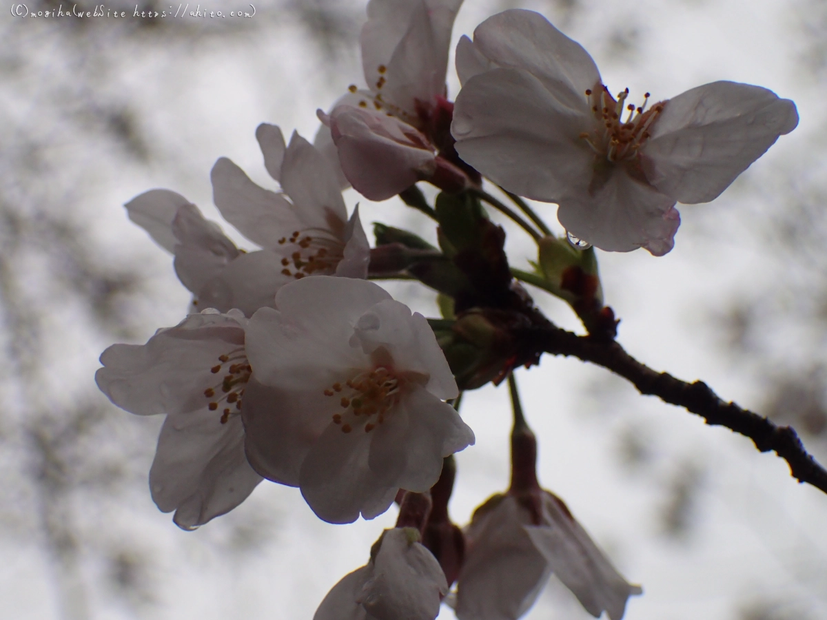 さくら、雨上がりの開花 - 11