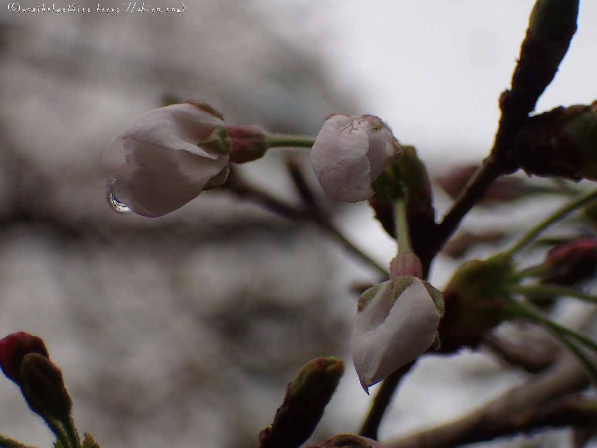 さくら、雨上がりの開花 - 15