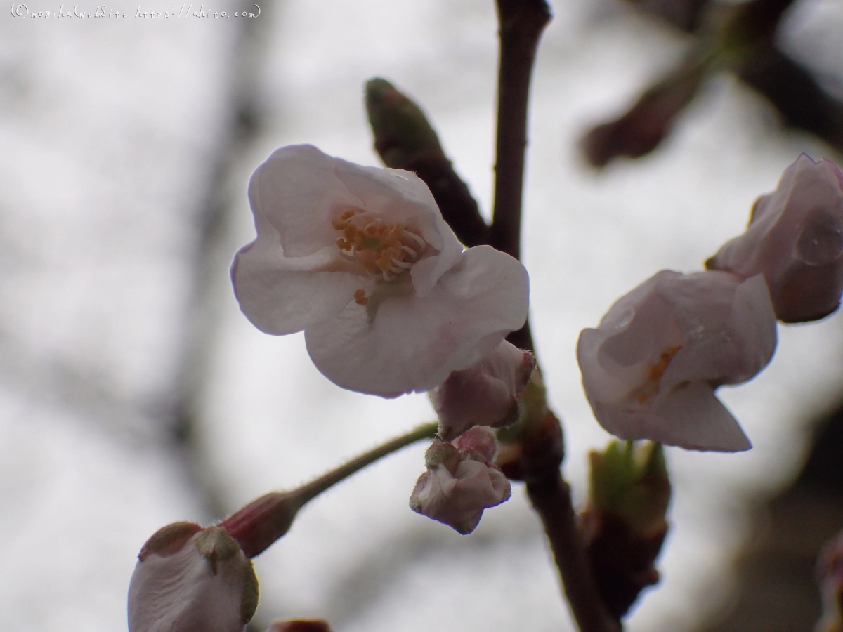 さくら、雨上がりの開花 - 20