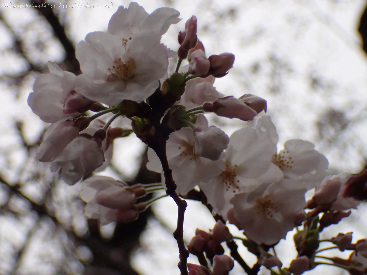 さくら、雨上がりの開花 - 21