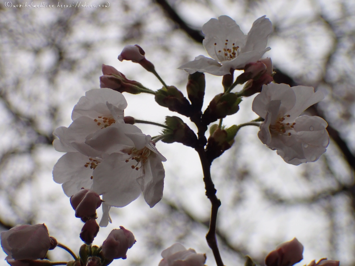 さくら、雨上がりの開花 - 22