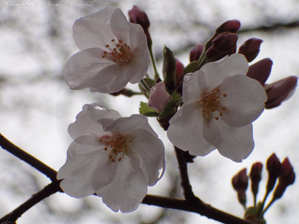 さくら、雨上がりの開花 - 24