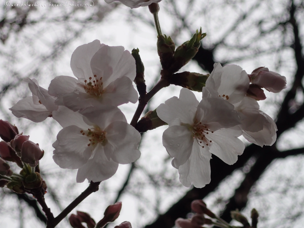 さくら、雨上がりの開花 - 26