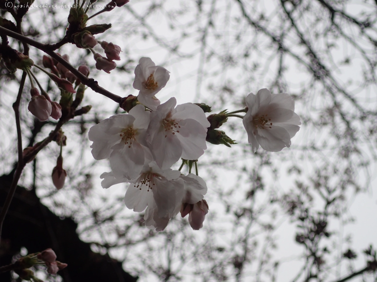 さくら、雨上がりの開花 - 28