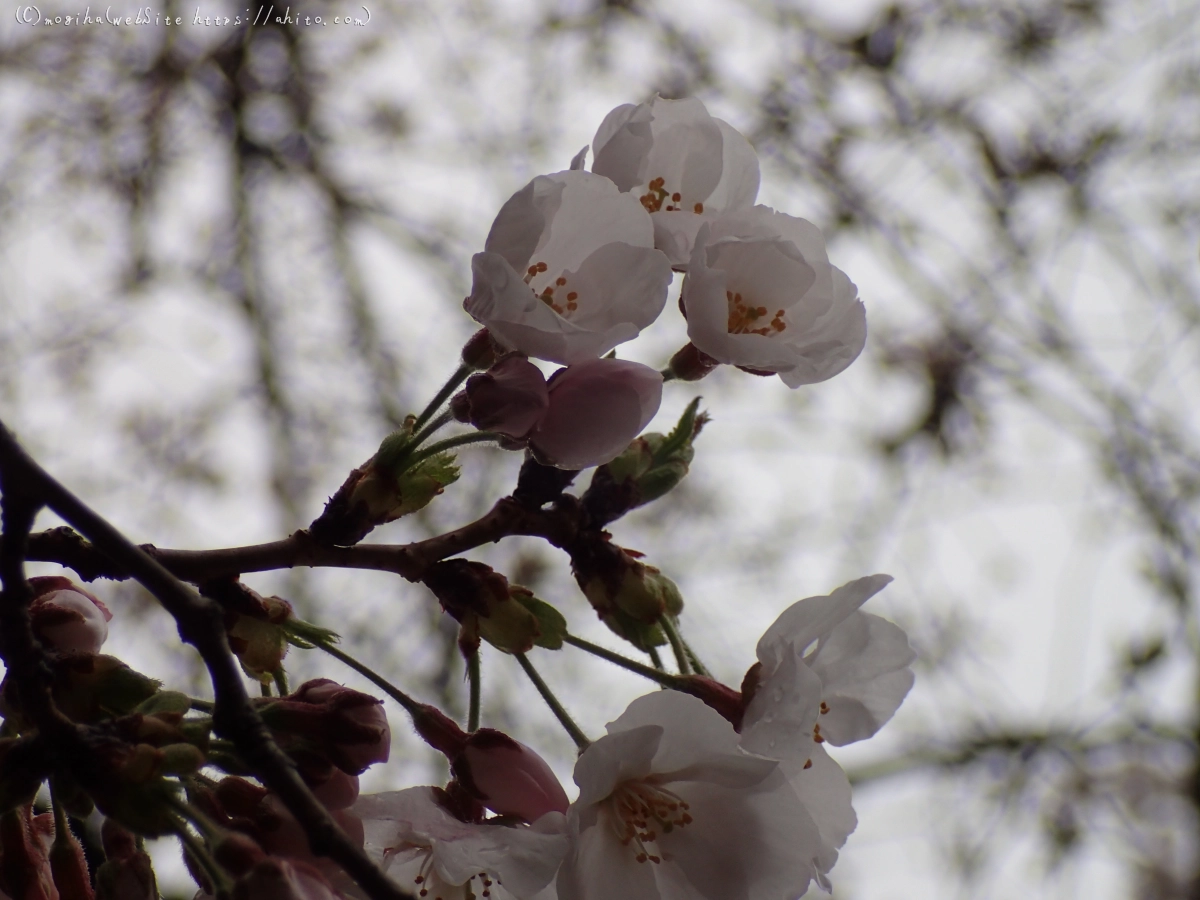 さくら、雨上がりの開花 - 31