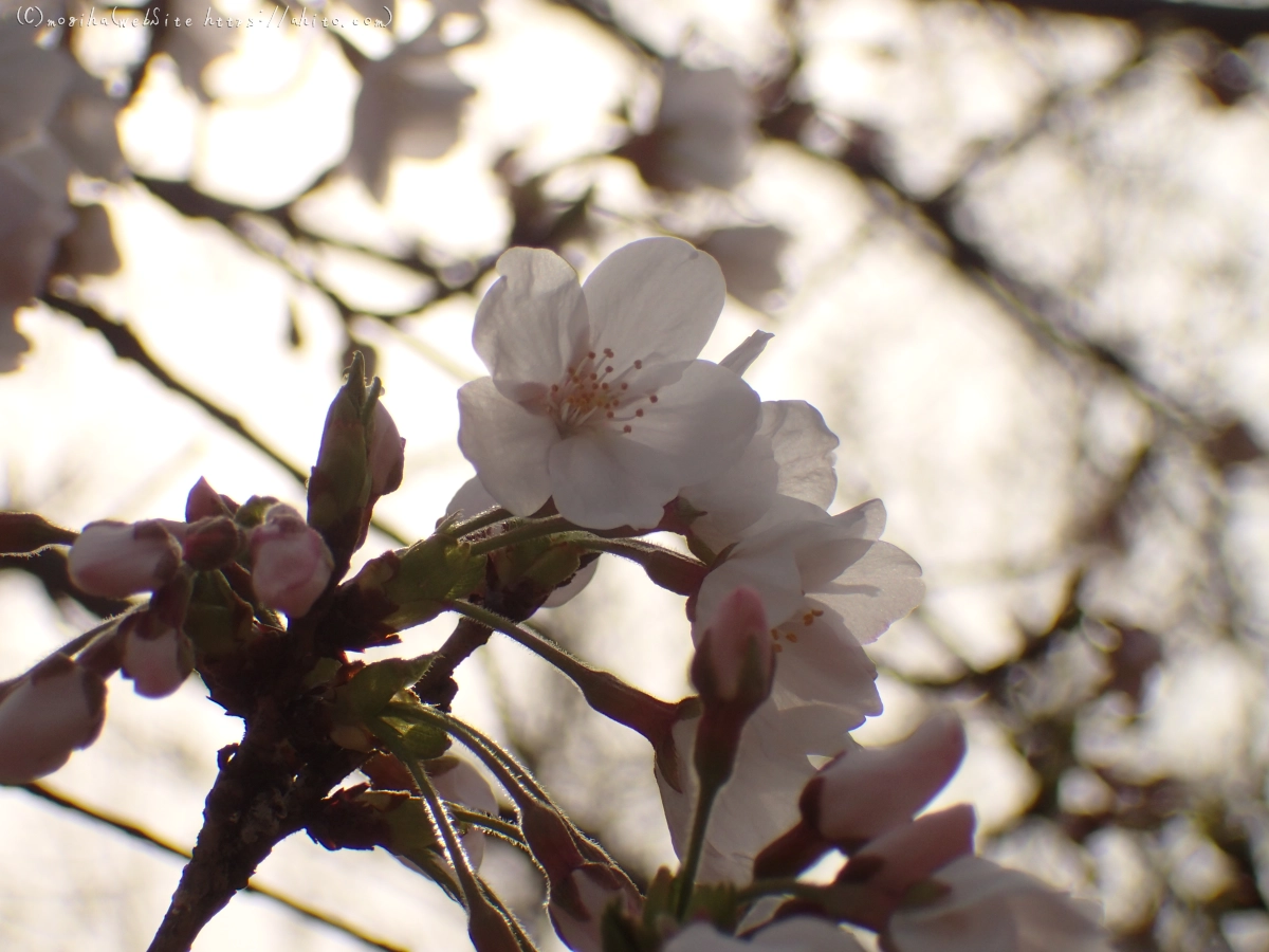 さくら、夕方の８分咲き - 07