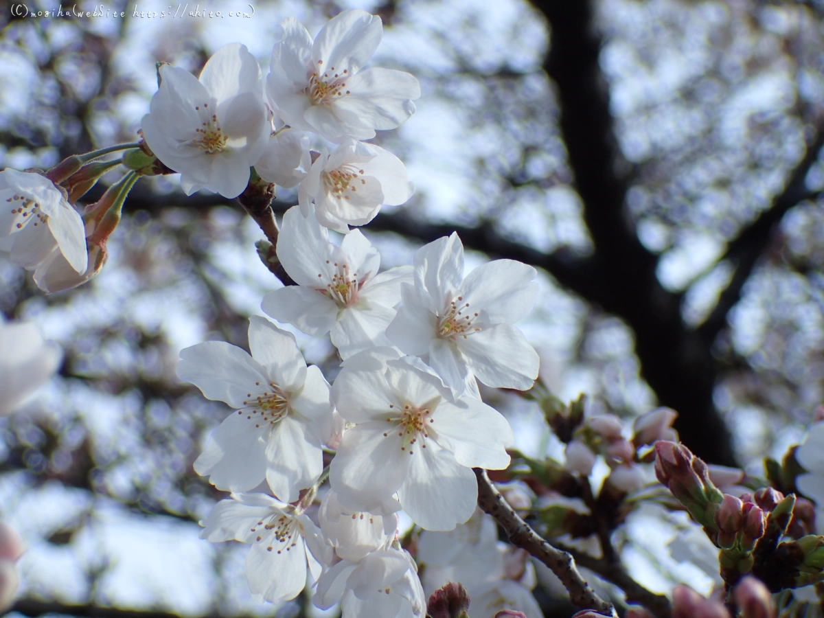 さくら、夕方の８分咲き - 33