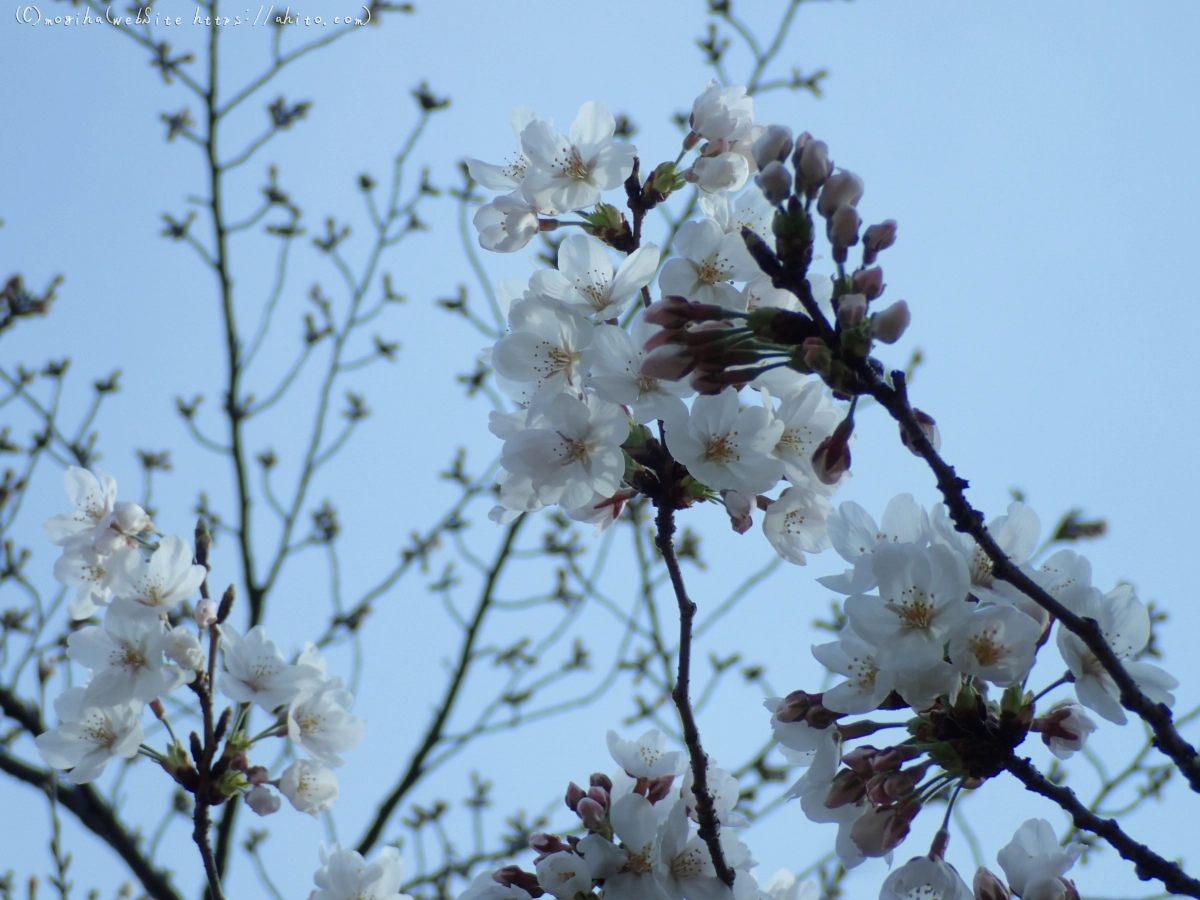 さくら、夕方の８分咲き - 47