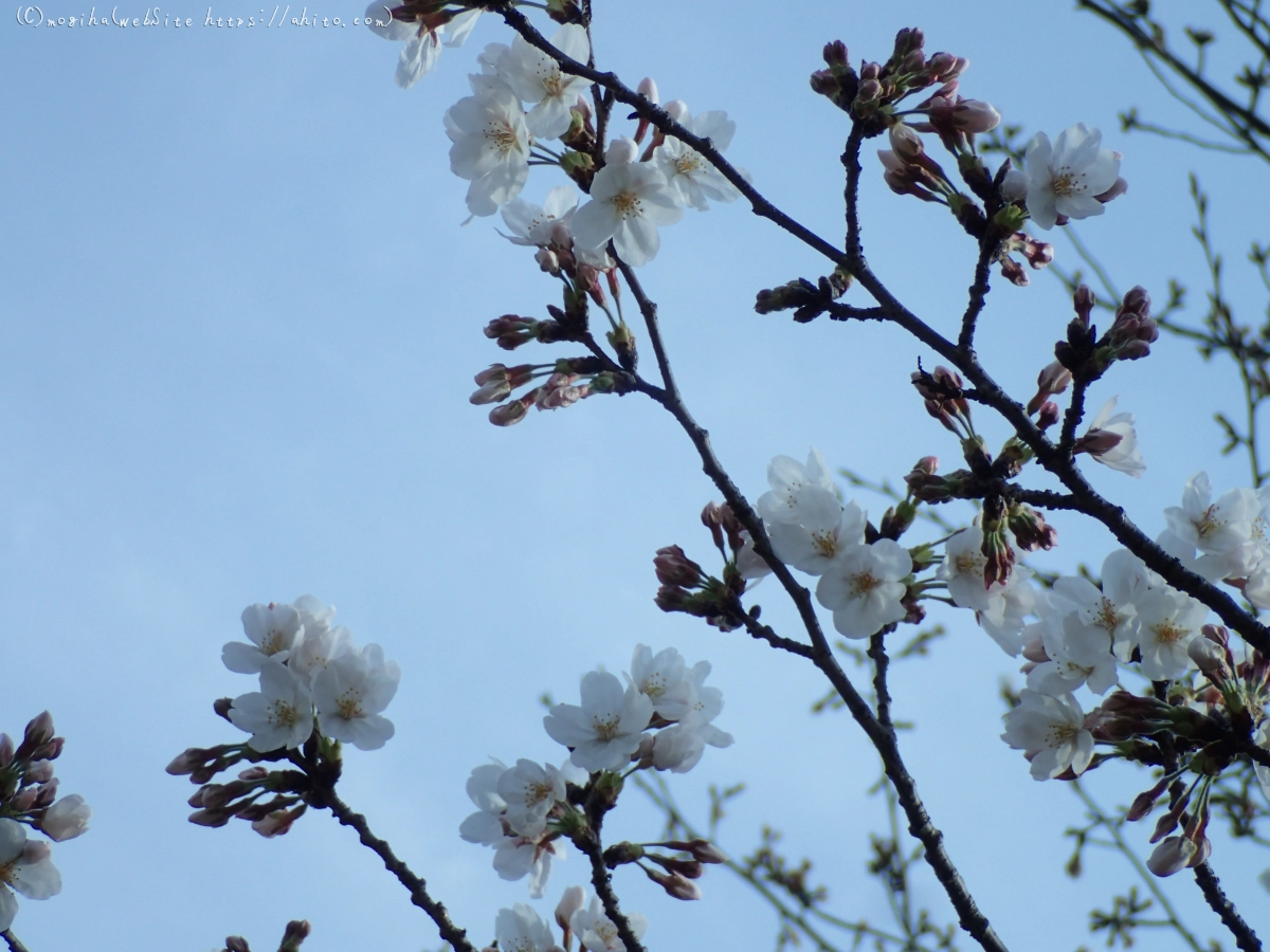 さくら、夕方の８分咲き - 48