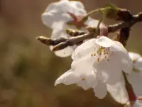 さくら、夕方の８分咲き