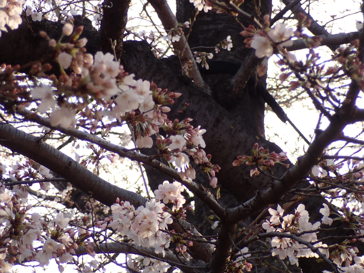 さくら、朝の８分咲き - 02