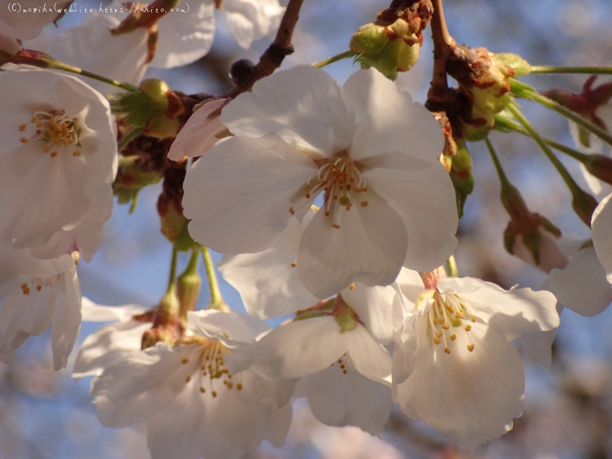 さくら、朝の８分咲き - 12