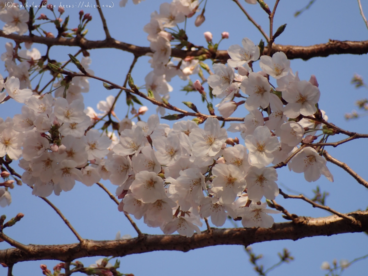 さくら、朝の８分咲き - 14