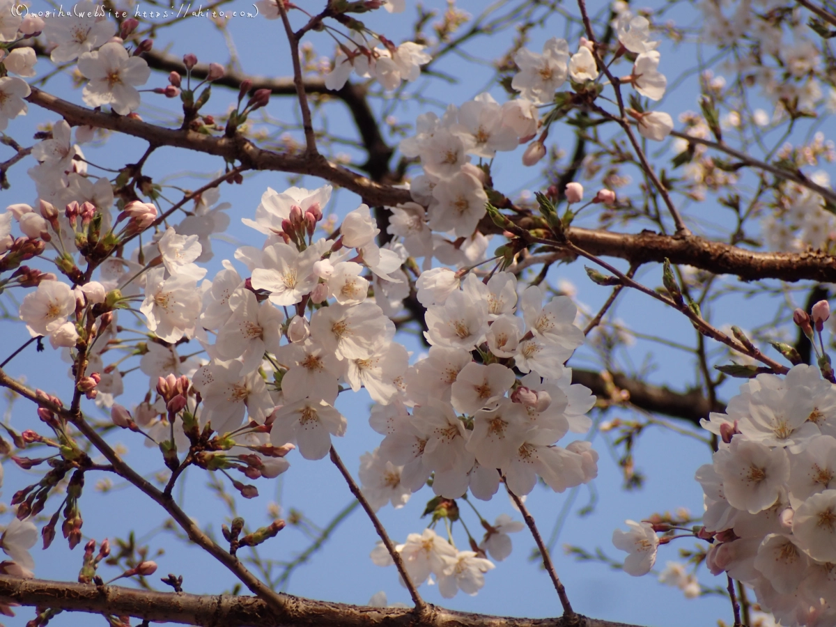 さくら、朝の８分咲き - 16