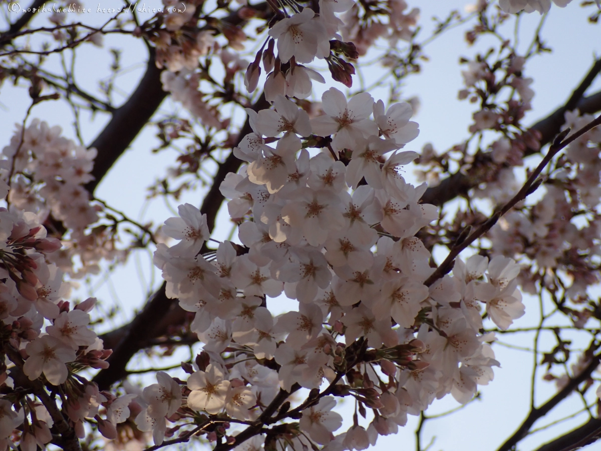 さくら、朝の８分咲き - 19