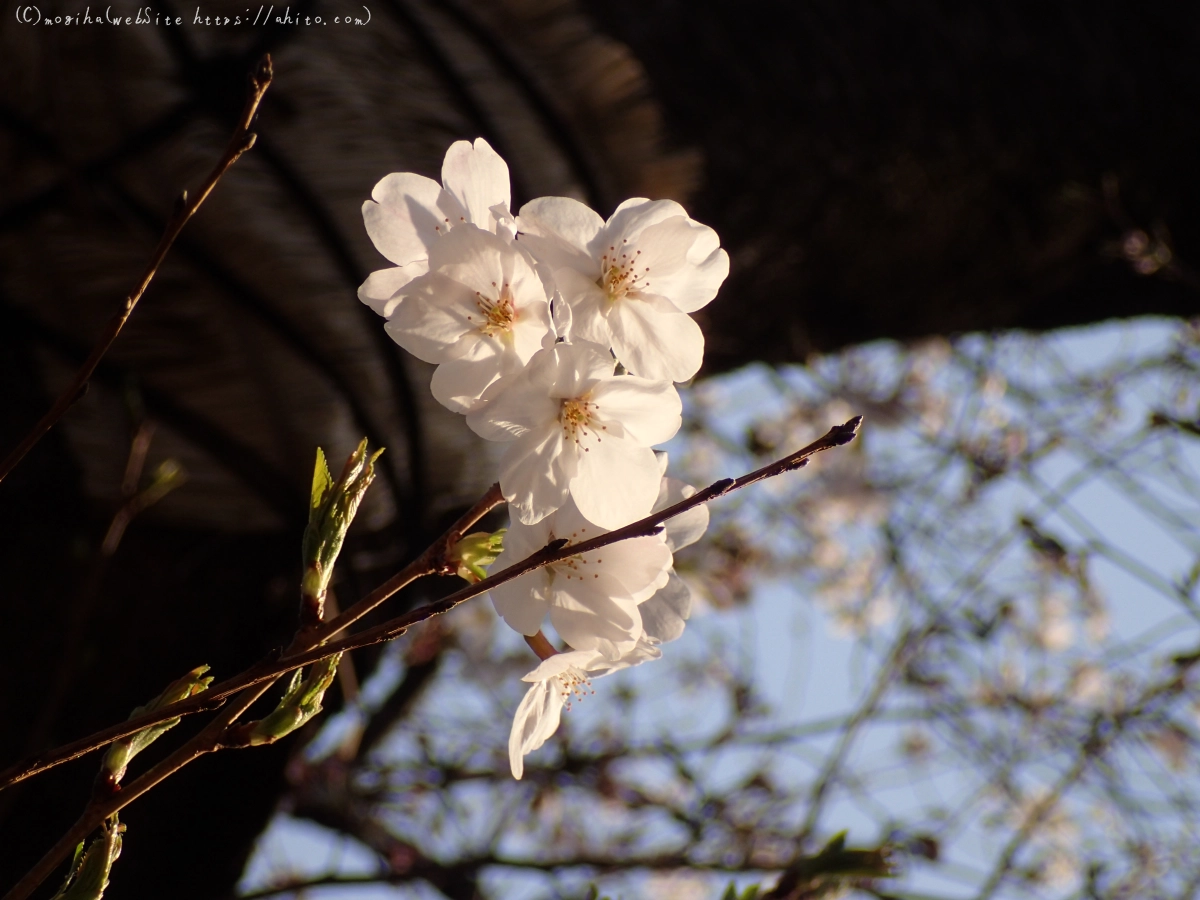 さくら、朝の８分咲き - 23