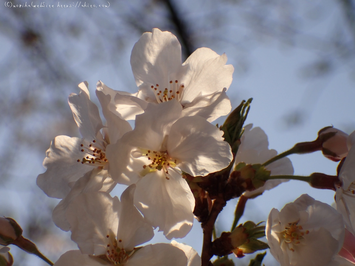 さくら、朝の８分咲き - 27