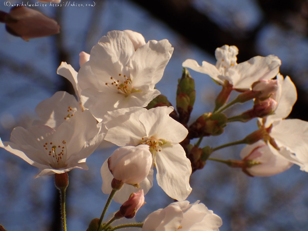 さくら、朝の８分咲き - 30