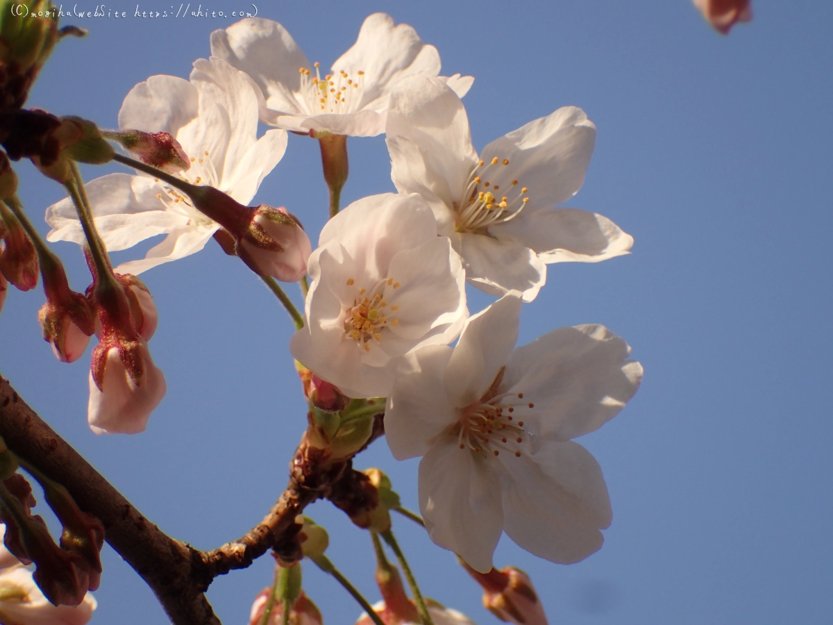 さくら、朝の８分咲き - 31