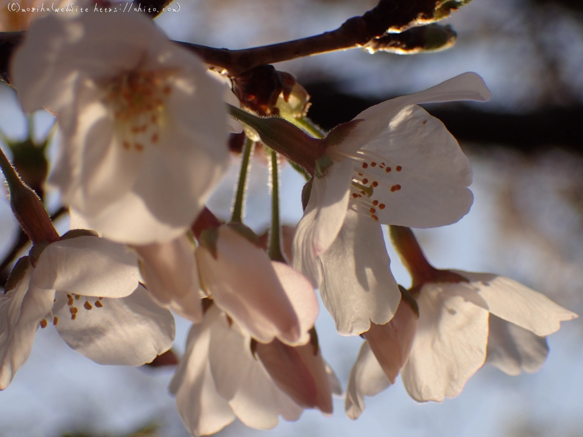 さくら、朝の８分咲き - 33