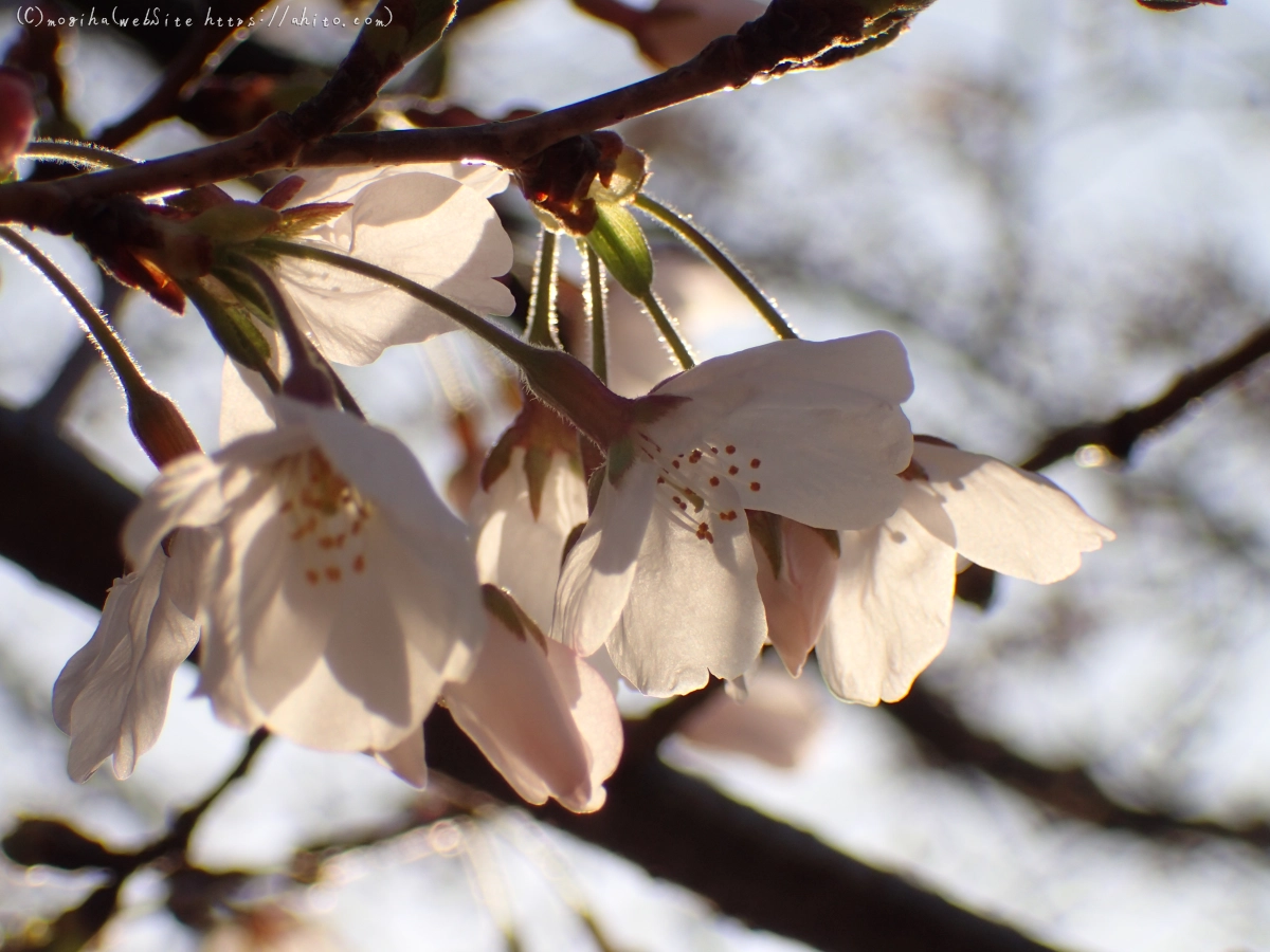 さくら、朝の８分咲き - 42