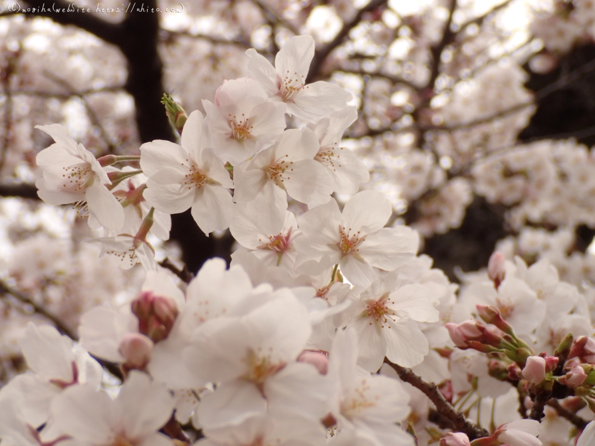 雨のち晴れの桜 - 01