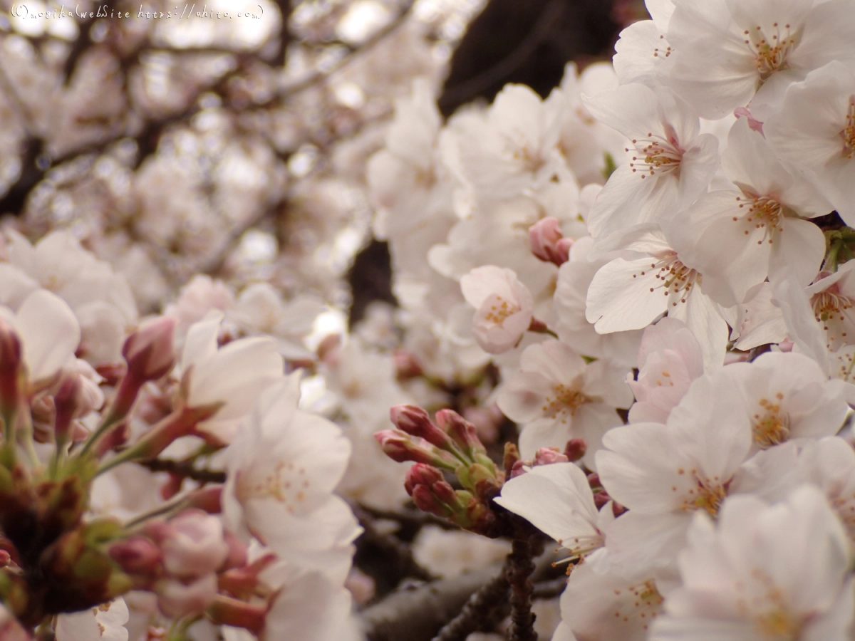 雨のち晴れの桜 - 02