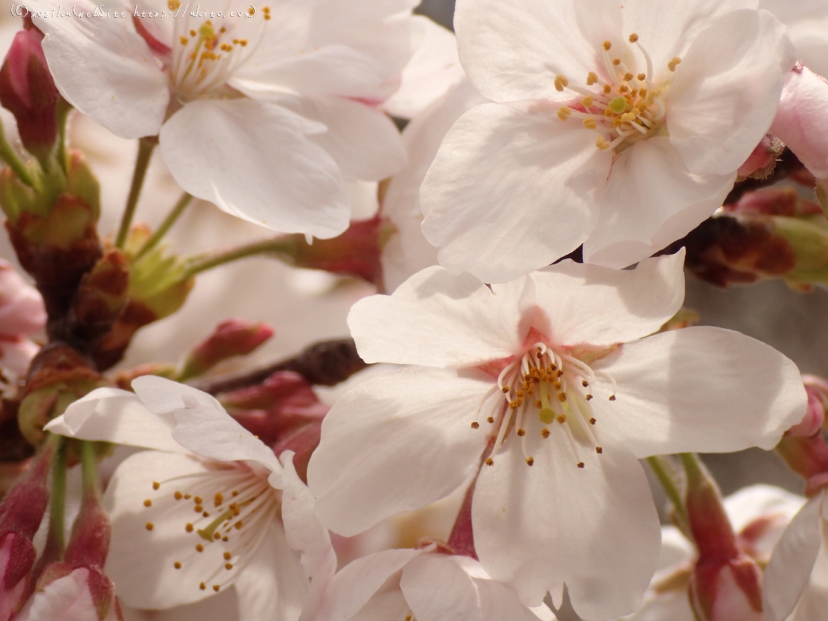 雨のち晴れの桜 - 05