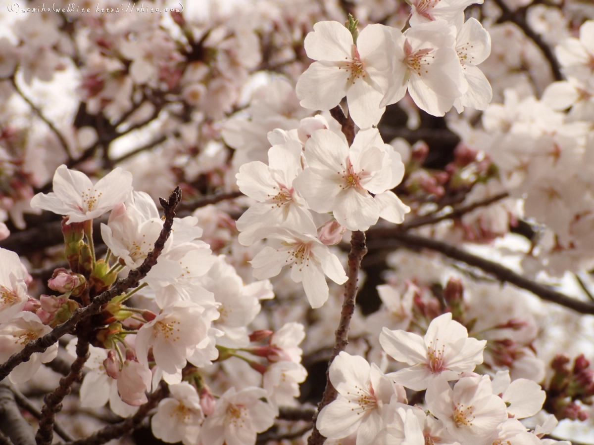 雨のち晴れの桜 - 06