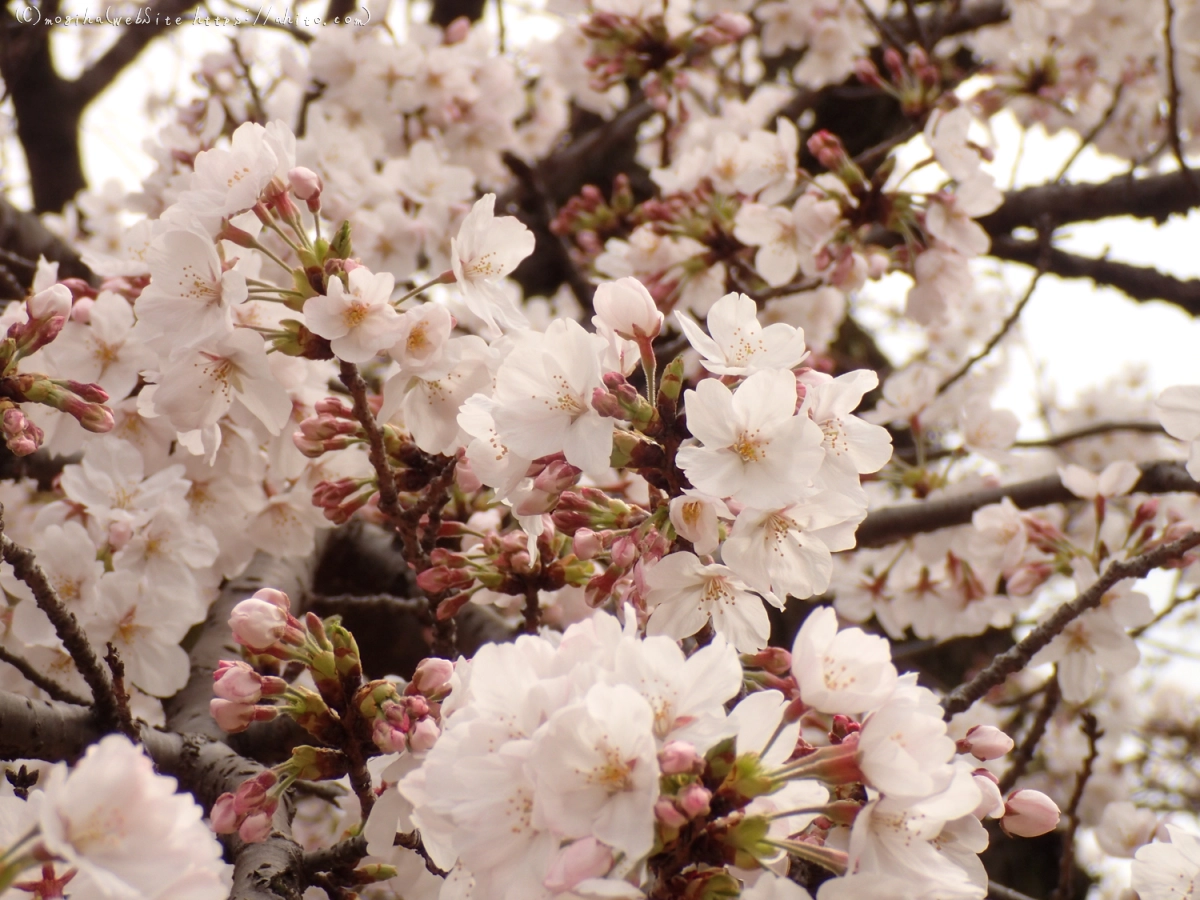 雨のち晴れの桜 - 07