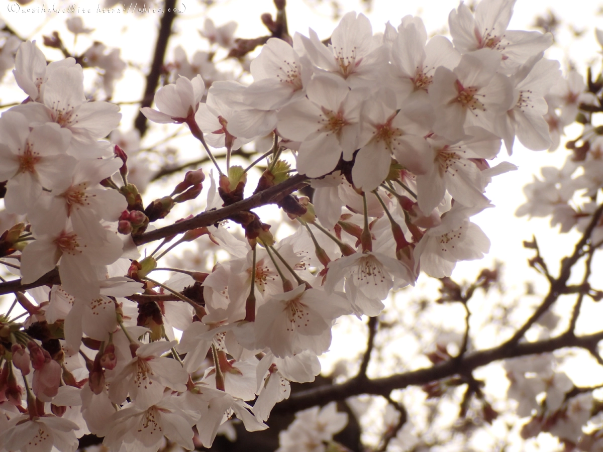 雨のち晴れの桜 - 10