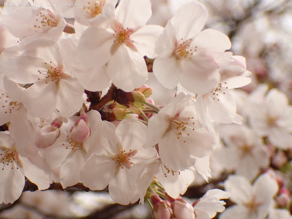 雨のち晴れの桜 - 11