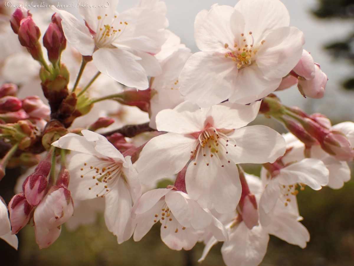 雨のち晴れの桜 - 12