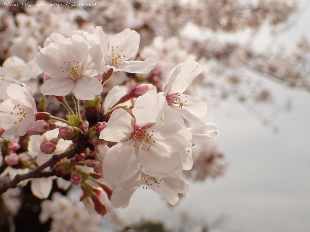 雨のち晴れの桜 - 13