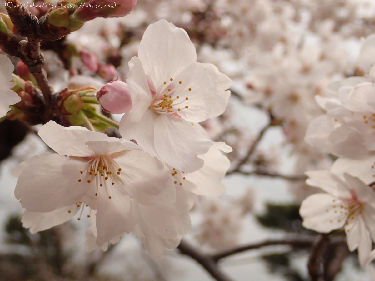 雨のち晴れの桜 - 15