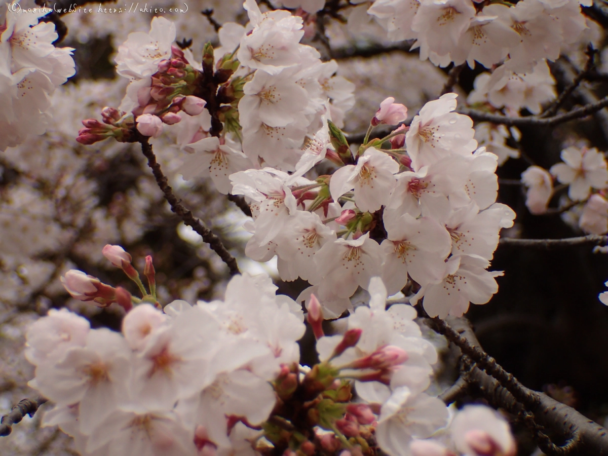 雨のち晴れの桜 - 17