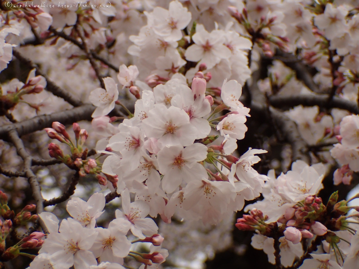 雨のち晴れの桜 - 18