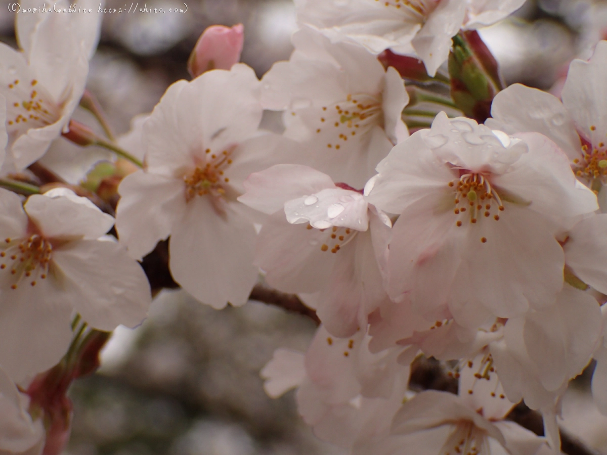 雨のち晴れの桜 - 20